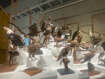 特別展「鳥 ～ゲノム解析が解き明かす新しい鳥類の系統～」国立科学博物館に投稿された画像（2025/2/18）