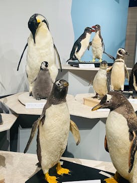 特別展「鳥 ～ゲノム解析が解き明かす新しい鳥類の系統～」国立科学博物館に投稿された画像（2025/2/18）