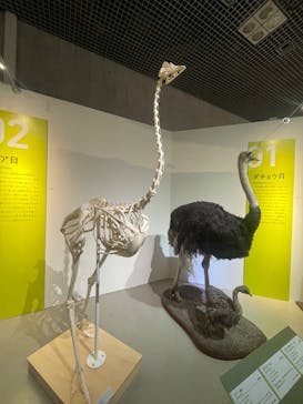 特別展「鳥 ～ゲノム解析が解き明かす新しい鳥類の系統～」国立科学博物館に投稿された画像（2025/2/18）