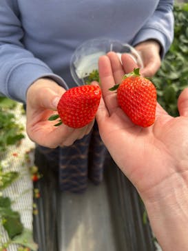 ICHIGOHOUSE.HITACHINAKAに投稿された画像（2025/2/18）