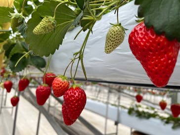 株式会社こまち野に投稿された画像（2025/2/18）