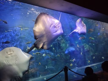 大分マリーンパレス水族館 「うみたまご」に投稿された画像（2025/2/18）