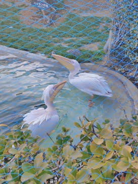 鴨川シーワールドに投稿された画像（2025/2/18）