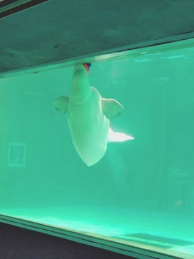 鴨川シーワールドに投稿された画像（2025/2/18）