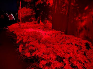 蜷川実花展 with EiM：彼岸の光、此岸の影 NINAGAWA Mika with EiM：Lights of the beyond, Shadows of this worldに投稿された画像（2025/2/18）