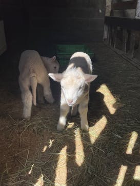 まかいの牧場に投稿された画像（2025/2/18）