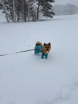 黒姫高原スノーパーク・KUROHIME GREEN GARDENに投稿された画像（2025/2/18）