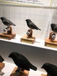 特別展「鳥 ～ゲノム解析が解き明かす新しい鳥類の系統～」国立科学博物館に投稿された画像（2025/2/19）
