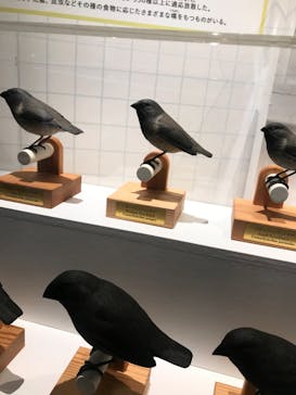 特別展「鳥 ～ゲノム解析が解き明かす新しい鳥類の系統～」国立科学博物館に投稿された画像（2025/2/18）