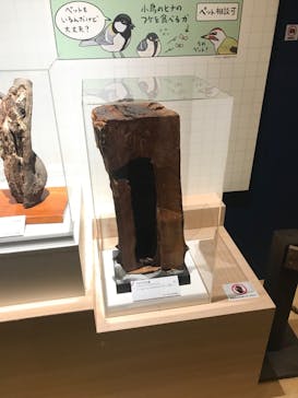 特別展「鳥 ～ゲノム解析が解き明かす新しい鳥類の系統～」国立科学博物館に投稿された画像（2025/2/18）