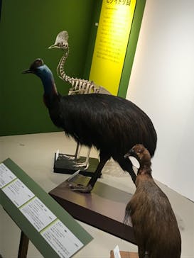 特別展「鳥 ～ゲノム解析が解き明かす新しい鳥類の系統～」国立科学博物館に投稿された画像（2025/2/18）