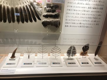 特別展「鳥 ～ゲノム解析が解き明かす新しい鳥類の系統～」国立科学博物館に投稿された画像（2025/2/18）