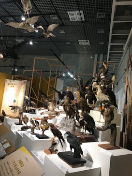 特別展「鳥 ～ゲノム解析が解き明かす新しい鳥類の系統～」国立科学博物館に投稿された画像（2025/2/18）