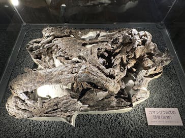 福井県立恐竜博物館に投稿された画像（2025/2/18）