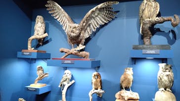 特別展「鳥 ～ゲノム解析が解き明かす新しい鳥類の系統～」国立科学博物館に投稿された画像（2025/2/18）