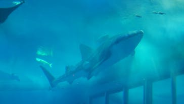 沖縄美ら海水族館に投稿された画像（2025/2/19）