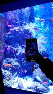 沖縄美ら海水族館に投稿された画像（2025/2/19）