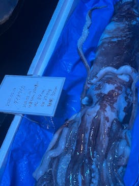 沖縄美ら海水族館（館内体験）に投稿された画像（2025/2/19）