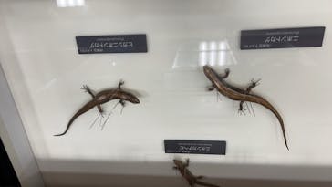 滋賀県立琵琶湖博物館に投稿された画像（2025/2/19）