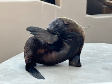 アクアワールド茨城県大洗水族館に投稿された画像（2025/2/19）