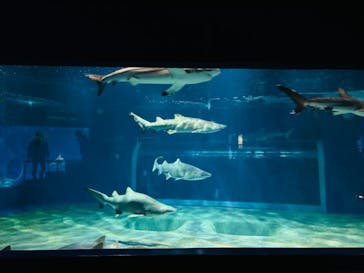 アクアワールド茨城県大洗水族館に投稿された画像（2025/2/19）