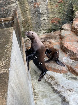 城崎マリンワールドに投稿された画像（2025/2/19）