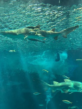 マリンワールド海の中道に投稿された画像（2025/2/19）