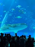 沖縄美ら海水族館に投稿された画像（2025/2/19）