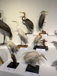 特別展「鳥 ～ゲノム解析が解き明かす新しい鳥類の系統～」国立科学博物館に投稿された画像（2025/2/19）