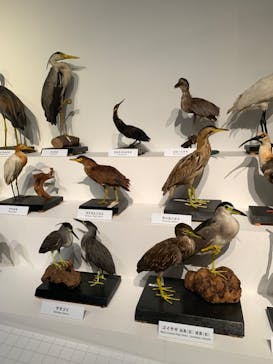 特別展「鳥 ～ゲノム解析が解き明かす新しい鳥類の系統～」国立科学博物館に投稿された画像（2025/2/19）