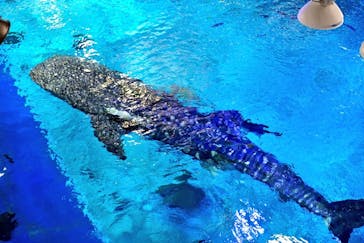 沖縄美ら海水族館に投稿された画像（2025/2/19）