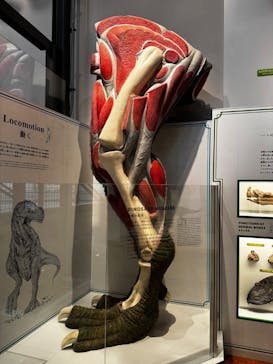 福井県立恐竜博物館に投稿された画像（2025/2/19）