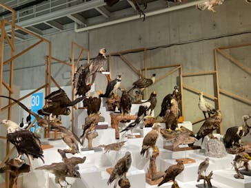 特別展「鳥 ～ゲノム解析が解き明かす新しい鳥類の系統～」国立科学博物館に投稿された画像（2025/2/19）