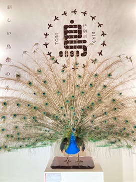 特別展「鳥 ～ゲノム解析が解き明かす新しい鳥類の系統～」国立科学博物館に投稿された画像（2025/2/19）