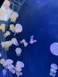 仙台うみの杜水族館に投稿された画像（2025/2/19）