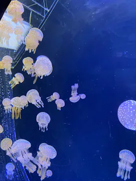 仙台うみの杜水族館に投稿された画像（2025/2/19）