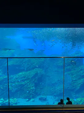仙台うみの杜水族館に投稿された画像（2025/2/19）