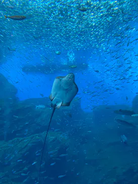 仙台うみの杜水族館に投稿された画像（2025/2/19）