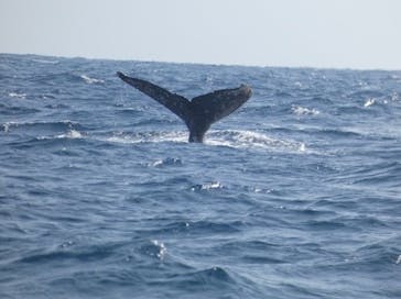 Sea World（シーワールド）に投稿された画像（2025/2/19）