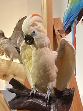 特別展「鳥 ～ゲノム解析が解き明かす新しい鳥類の系統～」国立科学博物館に投稿された画像（2025/2/19）