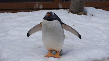 那須どうぶつ王国に投稿された画像（2025/2/19）