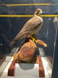 特別展「鳥 ～ゲノム解析が解き明かす新しい鳥類の系統～」国立科学博物館に投稿された画像（2025/2/19）