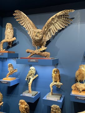 特別展「鳥 ～ゲノム解析が解き明かす新しい鳥類の系統～」国立科学博物館に投稿された画像（2025/2/19）