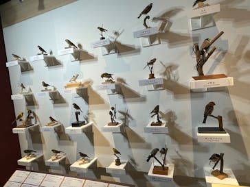 特別展「鳥 ～ゲノム解析が解き明かす新しい鳥類の系統～」国立科学博物館に投稿された画像（2025/2/19）