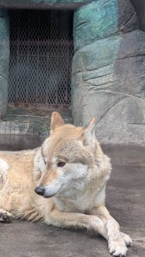 天王寺動物園に投稿された画像（2025/2/19）