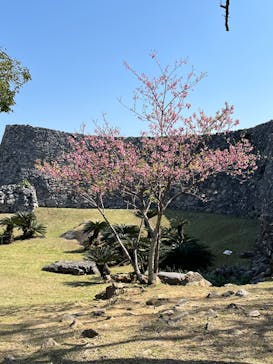 今帰仁城跡に投稿された画像（2025/2/19）