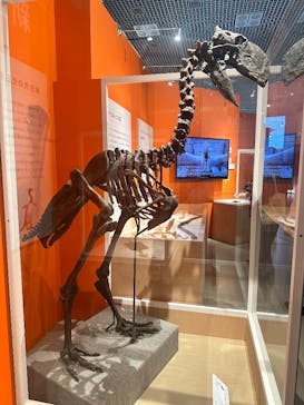 特別展「鳥 ～ゲノム解析が解き明かす新しい鳥類の系統～」国立科学博物館に投稿された画像（2025/2/19）