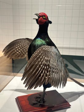 特別展「鳥 ～ゲノム解析が解き明かす新しい鳥類の系統～」国立科学博物館に投稿された画像（2025/2/19）