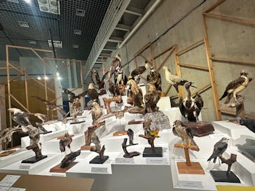 特別展「鳥 ～ゲノム解析が解き明かす新しい鳥類の系統～」国立科学博物館に投稿された画像（2025/2/19）
