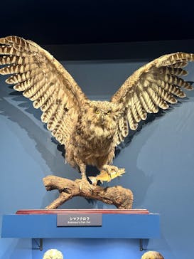 特別展「鳥 ～ゲノム解析が解き明かす新しい鳥類の系統～」国立科学博物館に投稿された画像（2025/2/19）